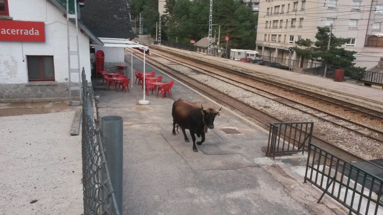ugama vaca tren