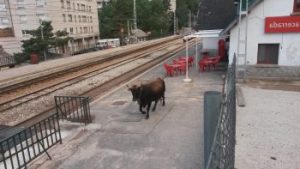 ugama vaca tren