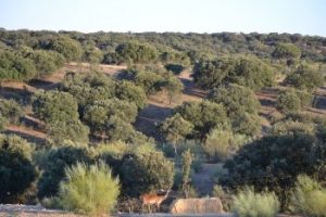 Ciervo comiendo finca