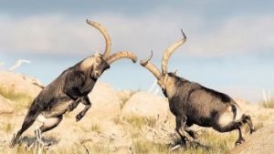 cabra montés guadarrama