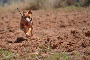Jaime Valladolid abogado caza